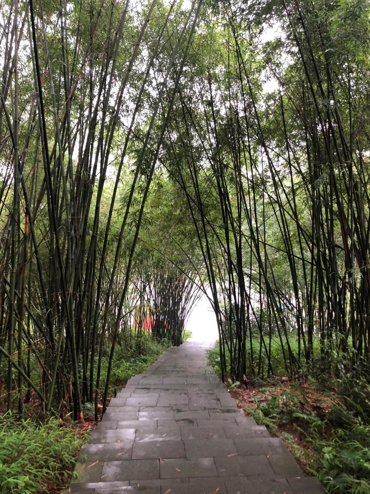 羚羊峡古栈道森林公园