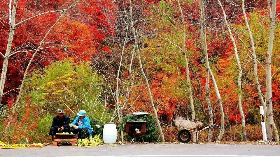 本桓公路中华枫叶之路