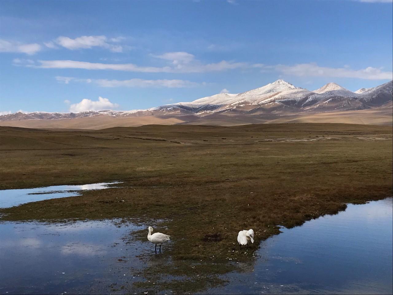 巴音布鲁克天鹅湖