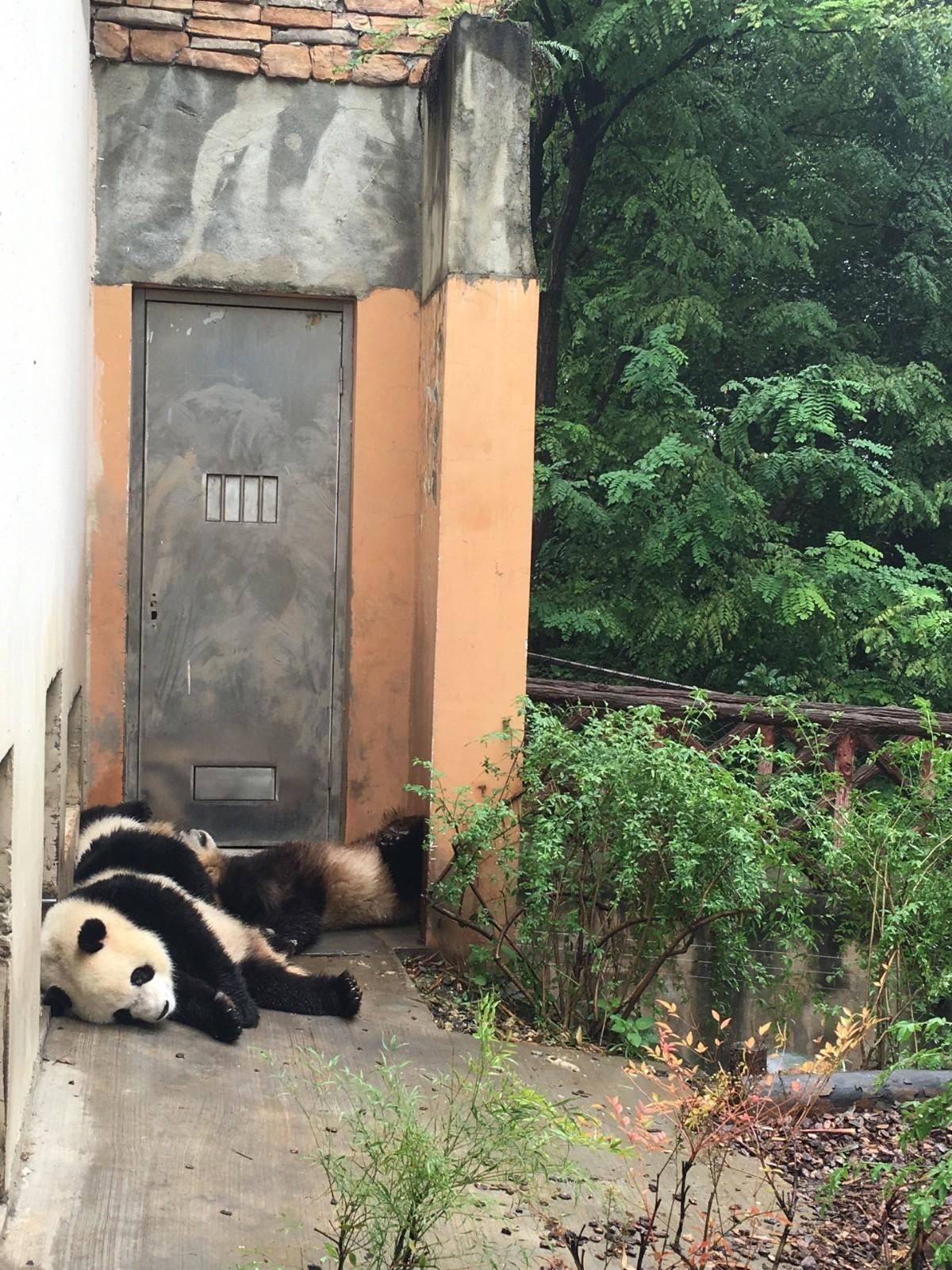 成都大熊猫繁育研究基地