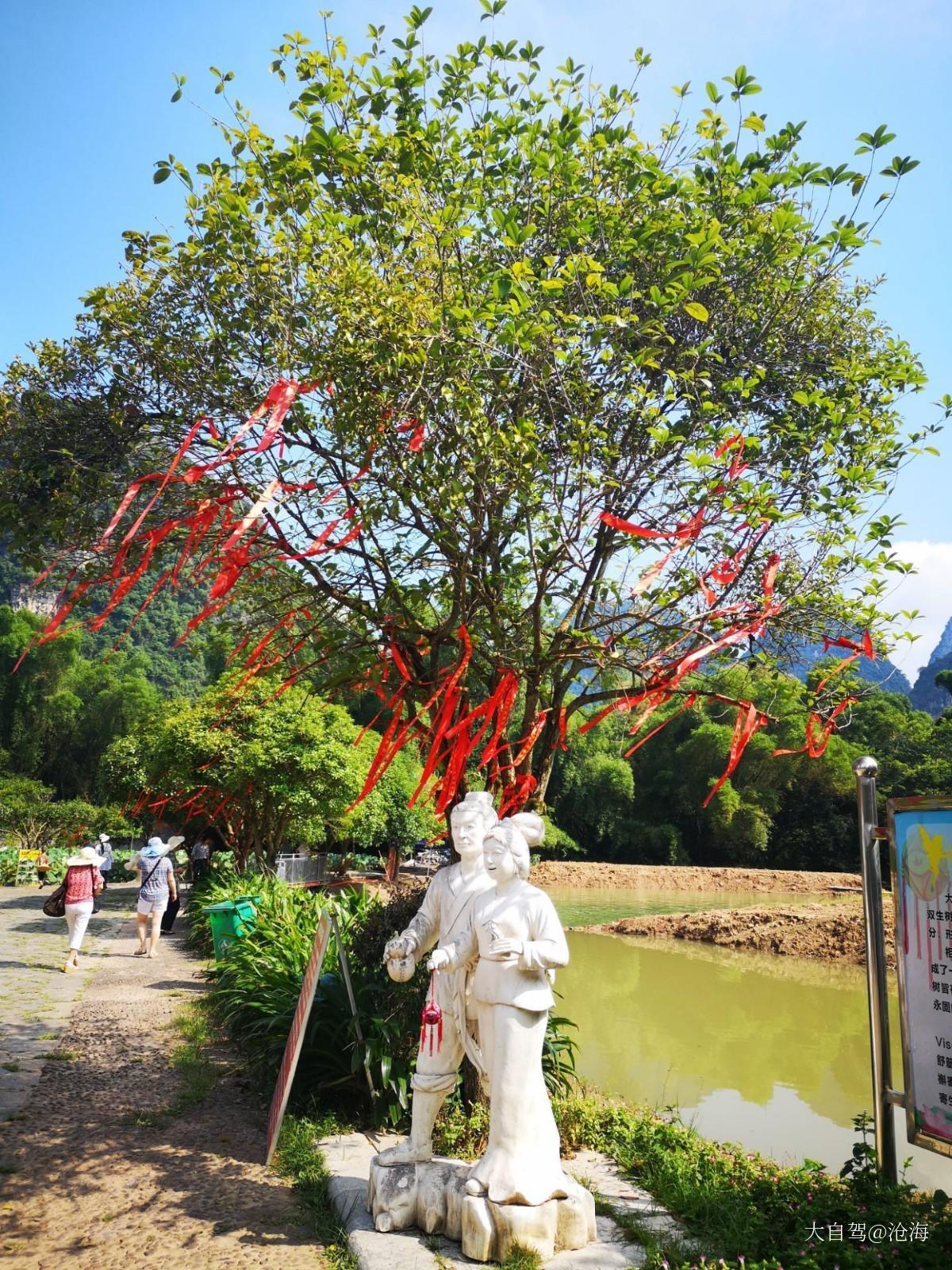 大榕树景区