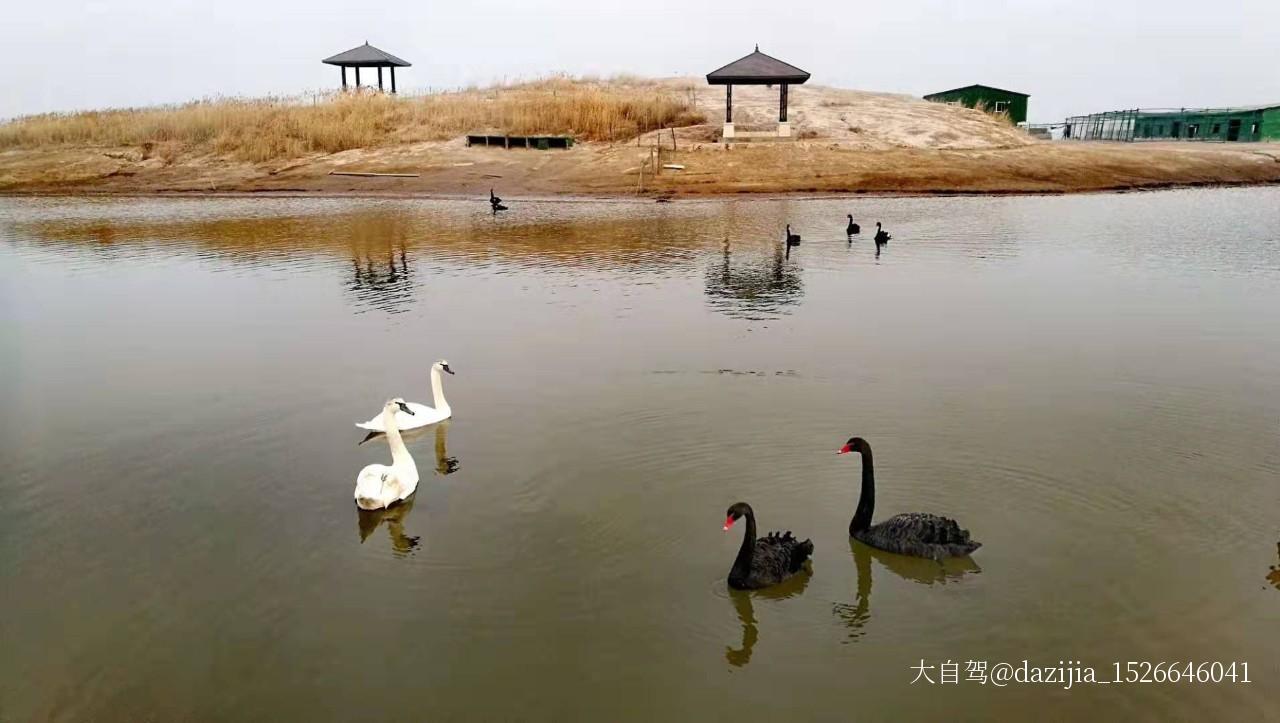 南大港湿地