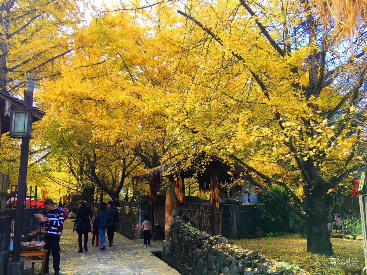 江东古银杏村
