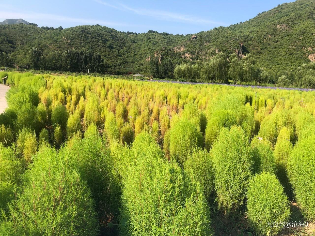 人间花海薰衣草庄园