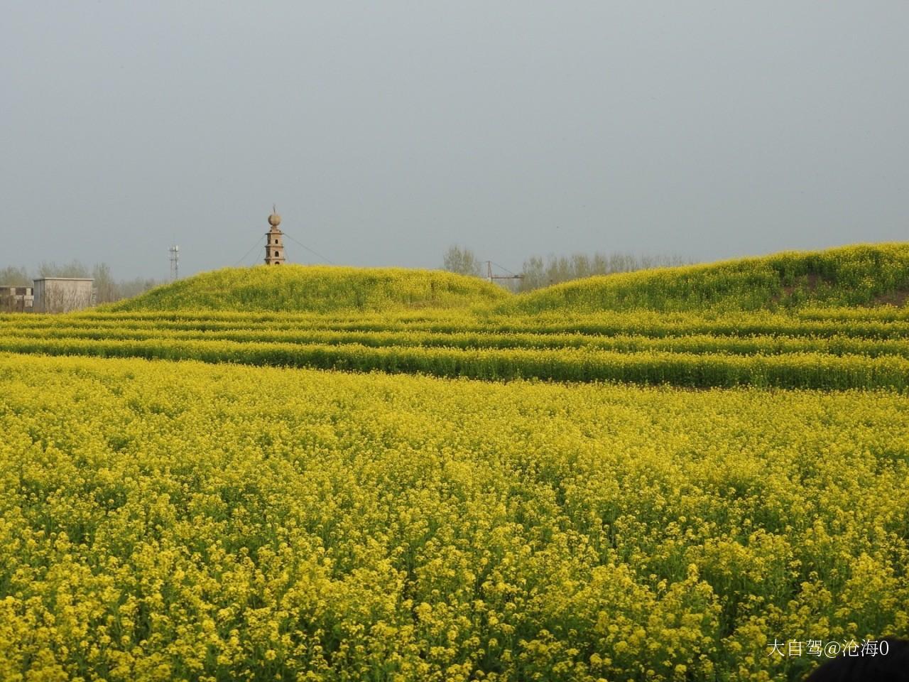 兰陵农业公园油菜花海