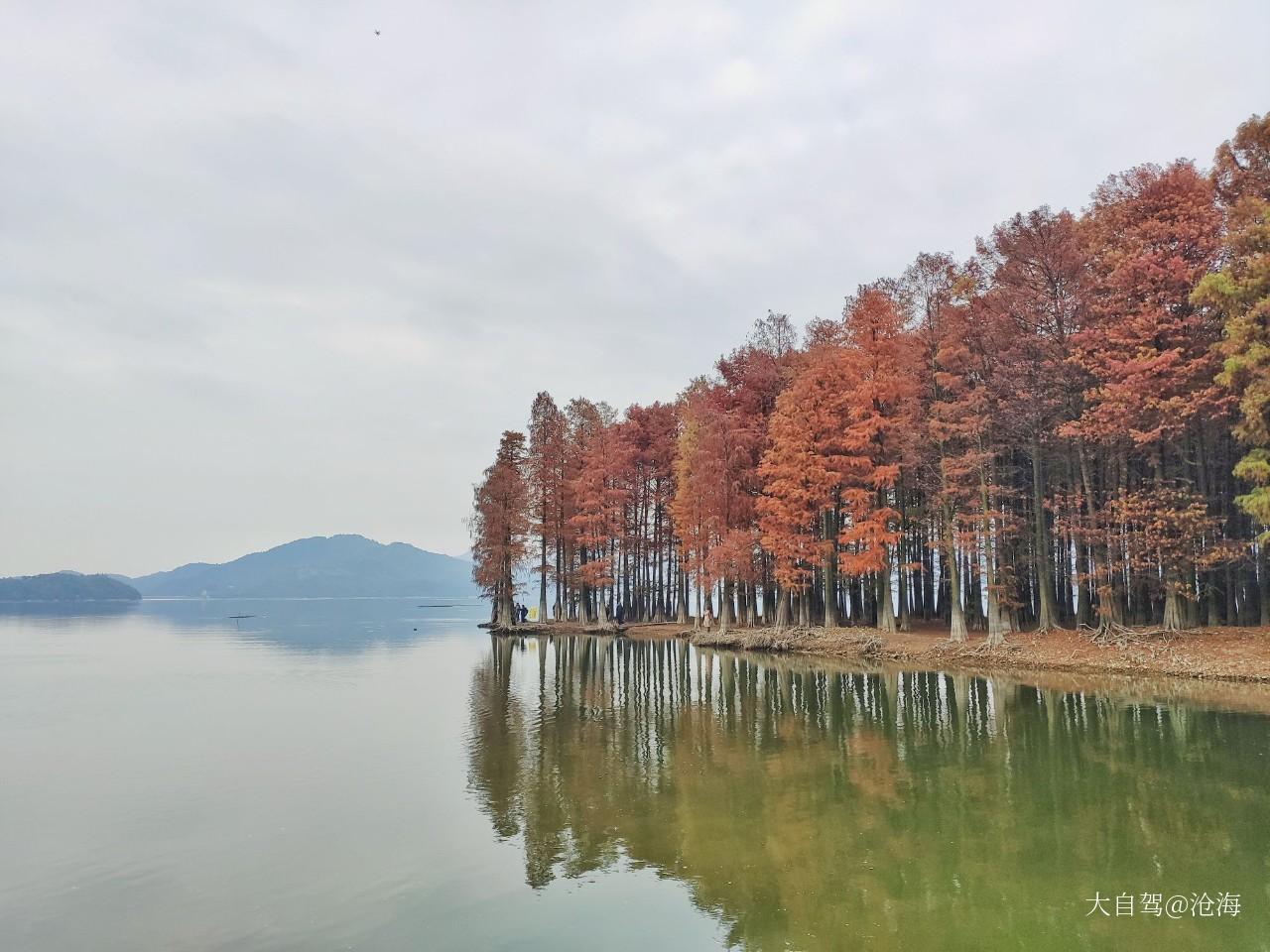 四明湖水杉湿地