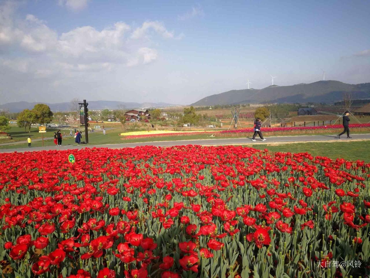 半汤郁金香高地景区