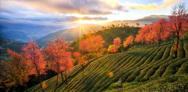 重庆出发无量山6日自驾游：【冬日樱花】无量山樱花谷•大理•南涧土林•西昌•火盆烧烤6日自驾