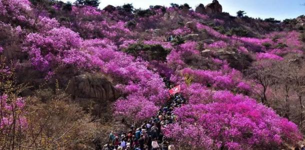 济南出发青岛2日自驾游：西海岸大珠山-唐岛湾赏花休闲2日山东周末自驾游