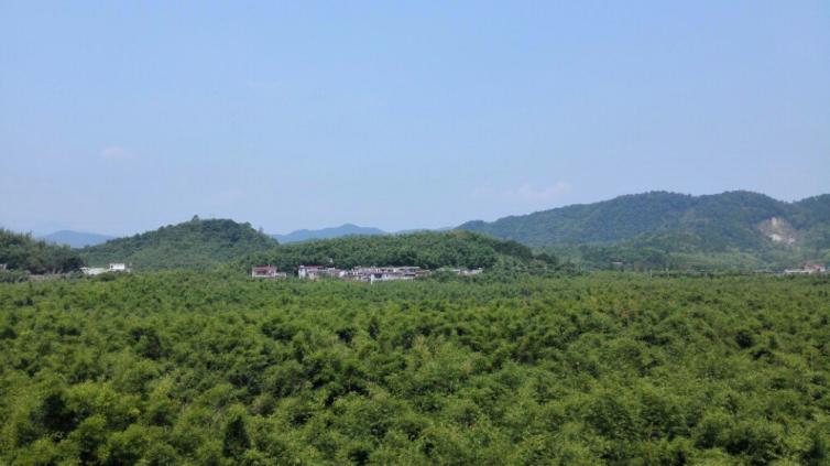深圳周边自驾路线-肇庆广宁竹海-图1