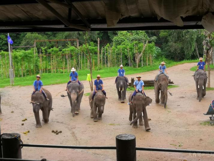 清迈美丹大象营