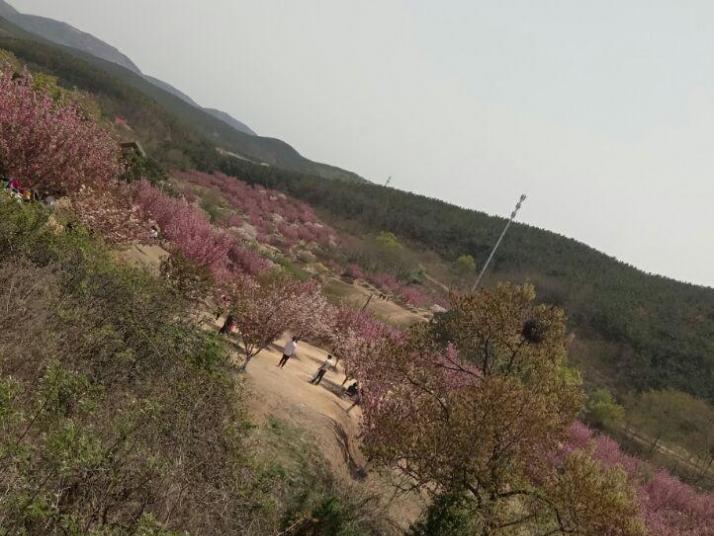 旅顺猴石山203高地图片