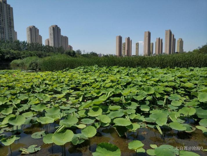 大连前关湿地公园图片
