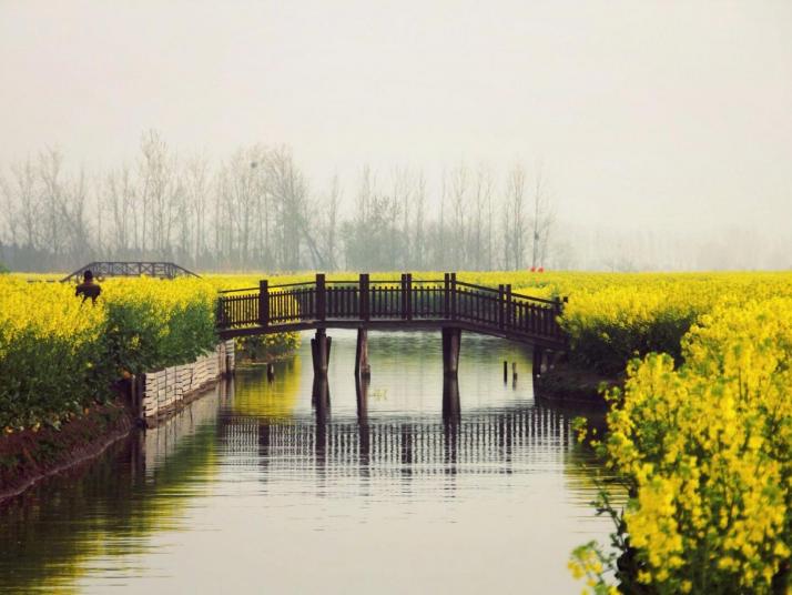 兴化兴化千垛油菜花景区