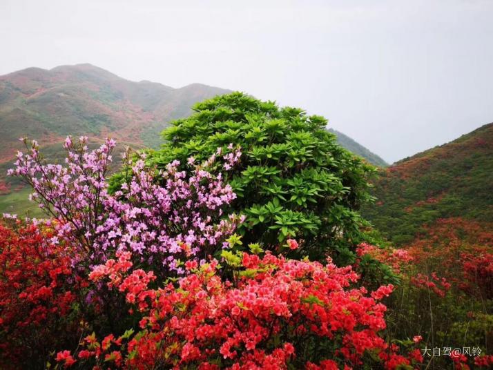 浏阳大围山国家森林公园图片