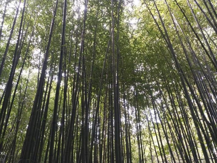 沂南竹泉村好玩吗