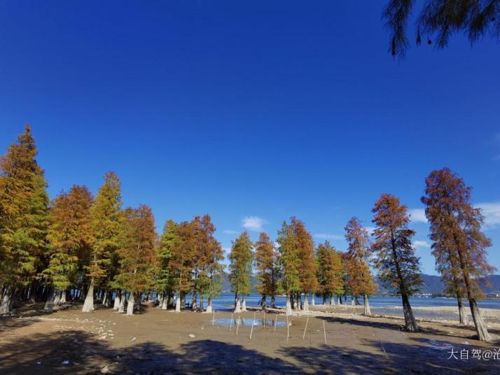 余姚四明湖水杉湿地