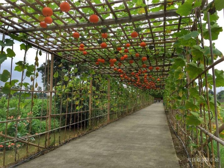广州番禺大稳村