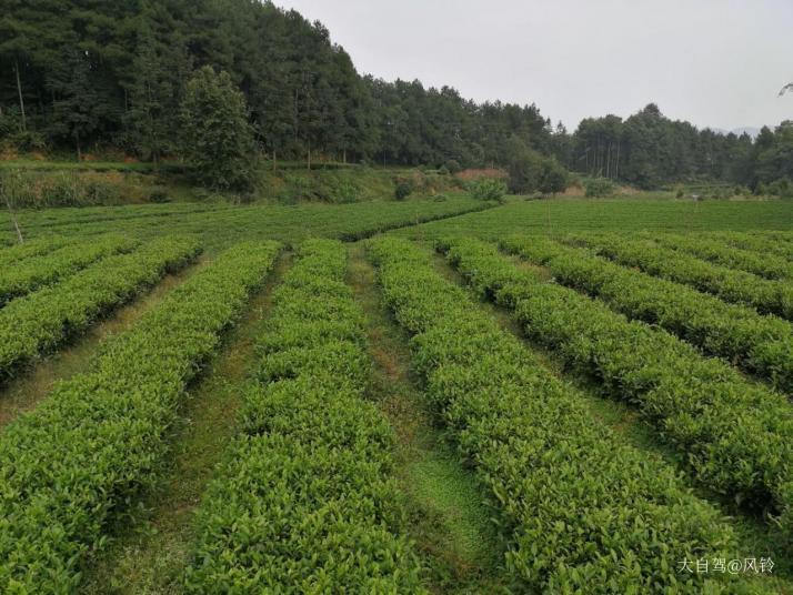 永安中国西部茶海之心好玩吗