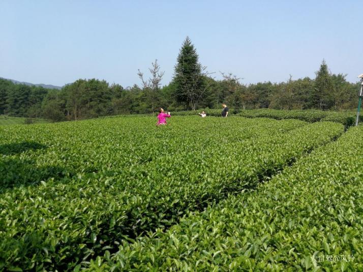 永安中国西部茶海之心