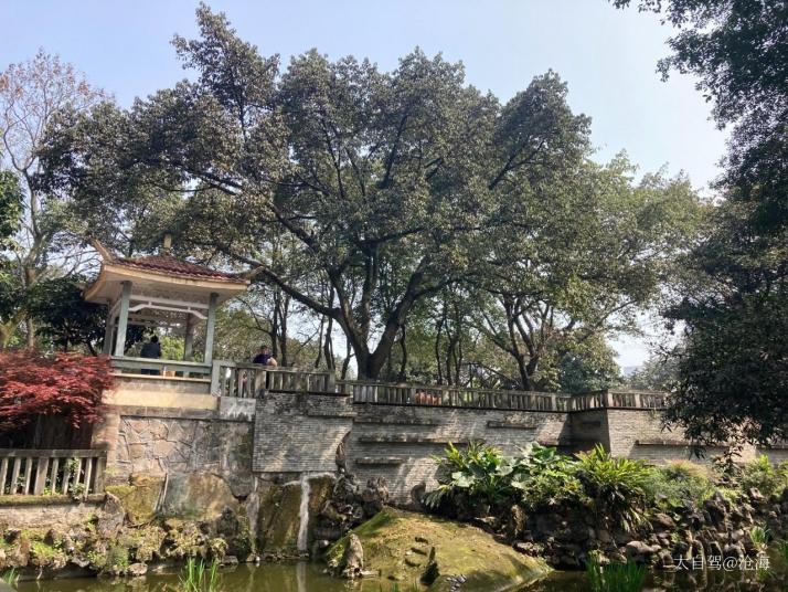 重庆枇杷山公园图片