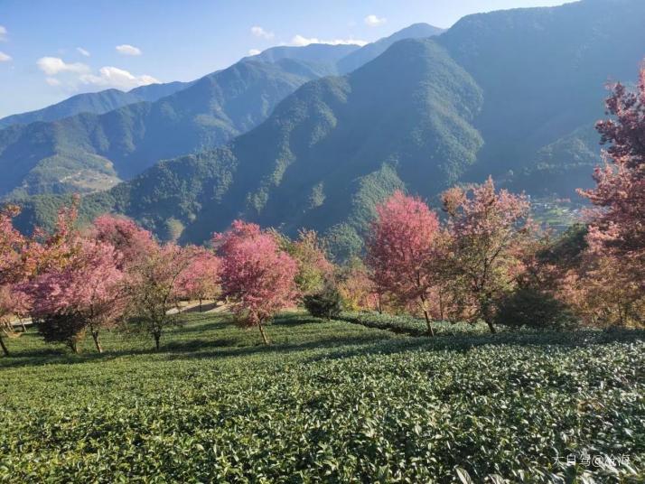 南涧无量山樱花谷好玩吗