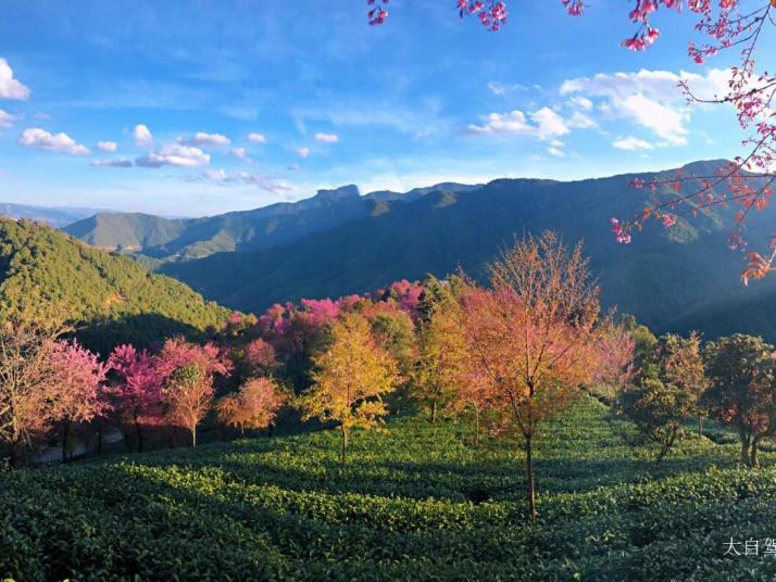 南涧无量山樱花谷图片