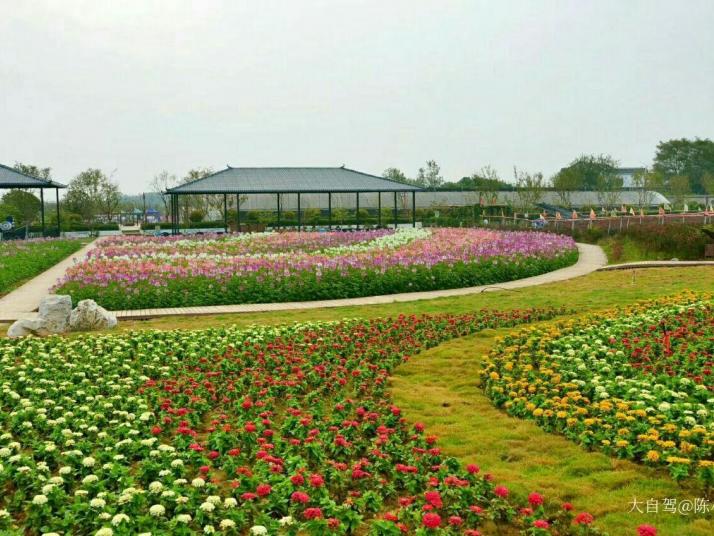 宜昌枝江同心花海图片