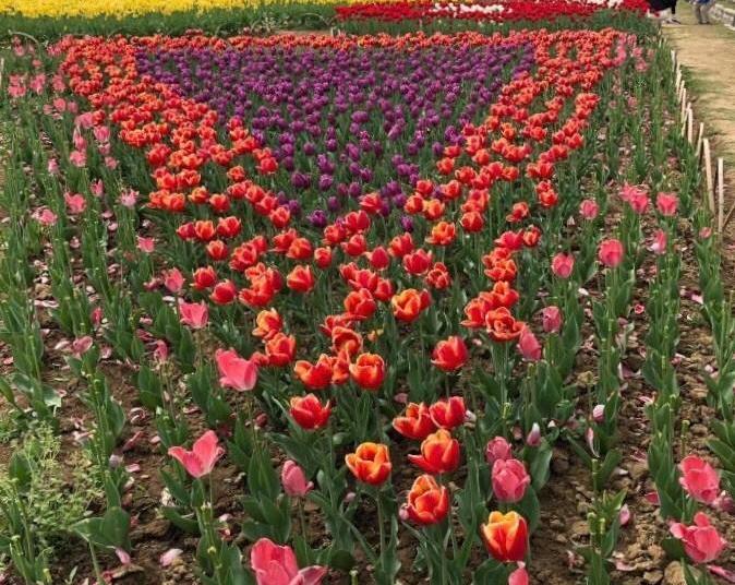 宜昌枝江同心花海好玩吗