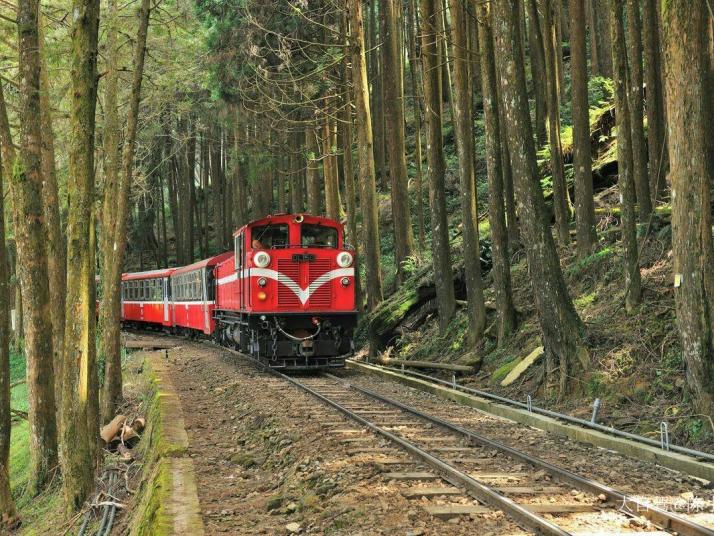 台湾阿里山森林公园图片