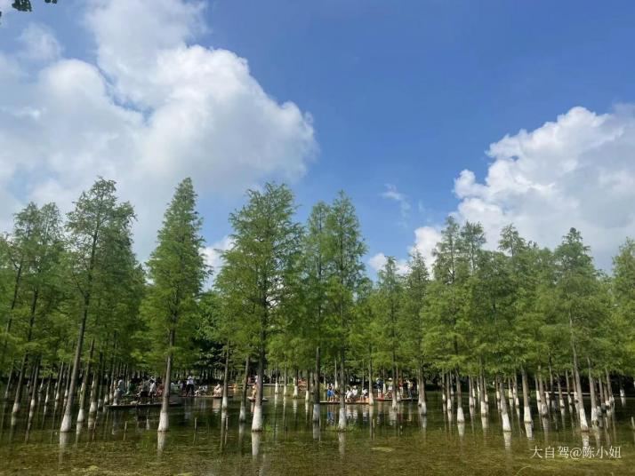 宿迁泗洪洪泽湖湿地图片