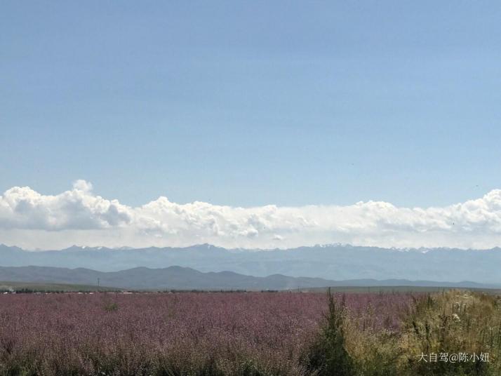 昭苏昭苏草原图片