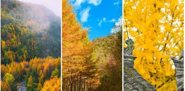 成都出发川陕边境秦岭6日自驾游：【秦巴秋色】穿越秦岭-留坝张良庙-千年银杏树-太洋公路-黄柏源6日游自驾游