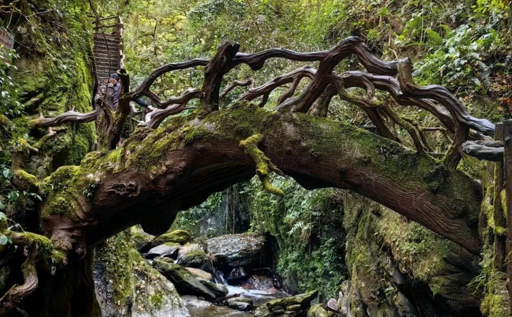 重庆出发云南玉溪5日自驾游：【勇闯哀牢山】哀牢山秘境探险-石门峡-南恩瀑布-石屏古城-异龙湖-抚仙湖