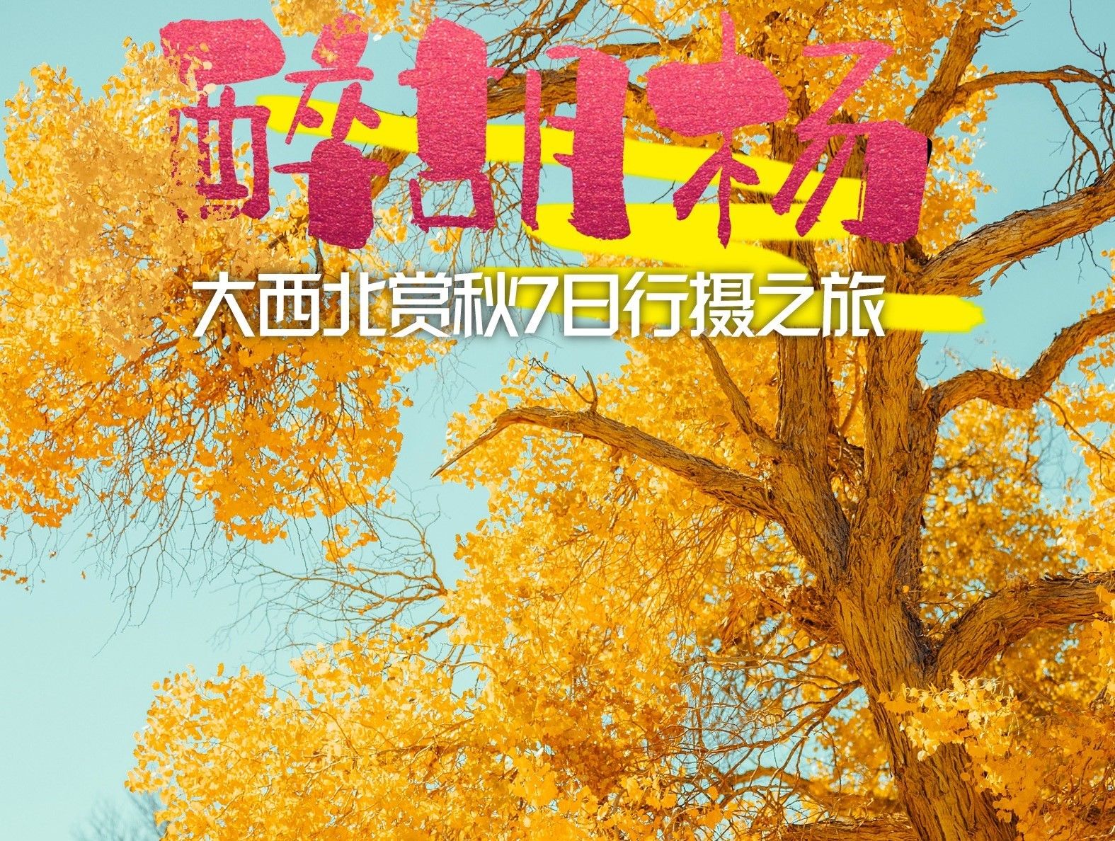 兰州集合西北胡杨林7日自驾游：【醉胡杨】北山林场-冷龙岭-祁连山-额济纳胡杨林-居延海7日游自驾游