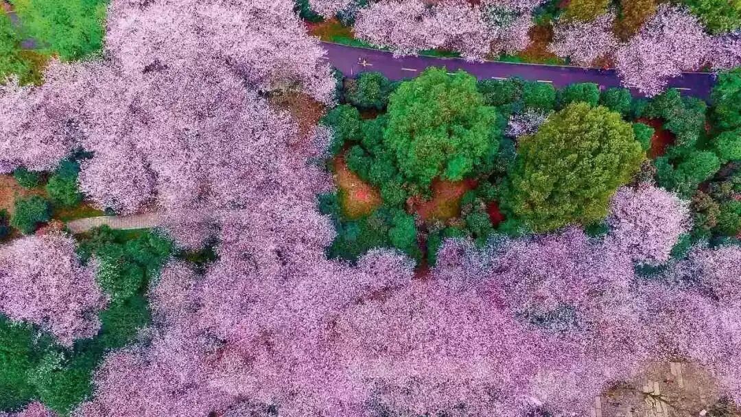 江苏出发福建8日自驾游：【福建过大年】宁泰古城-千年汀州-培田古民居-永福樱花园-海丝泉州8日游自驾游
