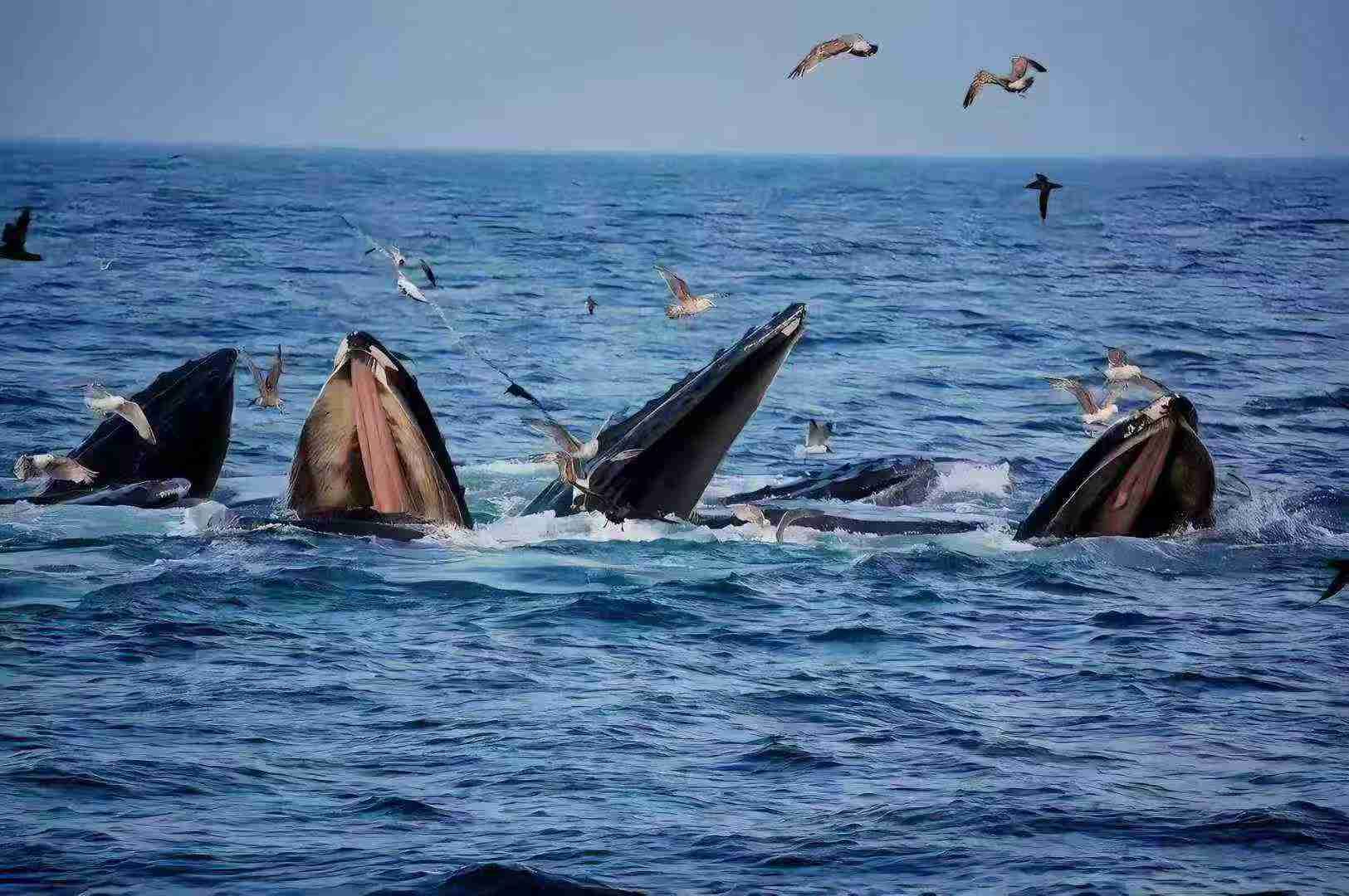 重庆出发广西涠洲岛6日自驾游：【涠洲岛】北海银滩-紫霞湾-涠洲岛环岛-海鲜大餐6天5晚自驾游