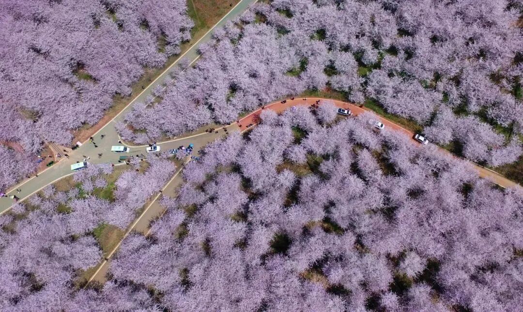 江苏出发贵州7日自驾游：【多彩贵州】平坝万亩樱花-百里杜鹃-乌蒙大草原-黄果树瀑布-神秘水帘洞-天龙自驾游
