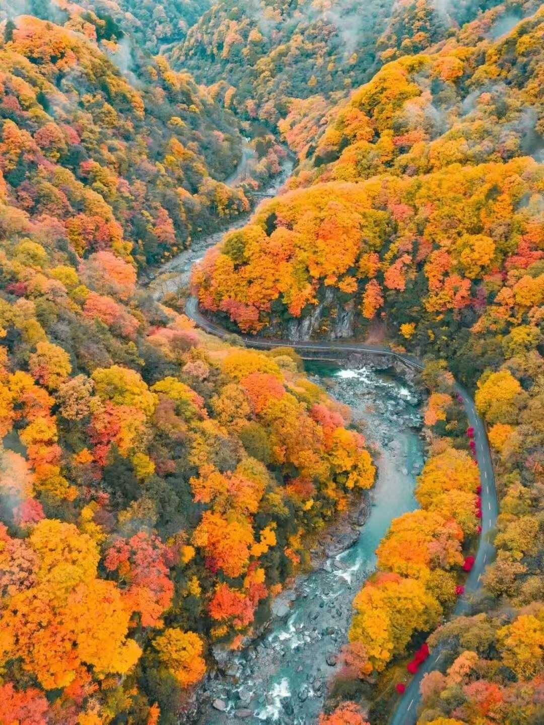 武汉出发秦岭赏秋7日自驾路书：探秦岭秘境赏秦巴秋色，华阳古镇-太洋公路-黄柏塬大箭沟-光雾山自驾游