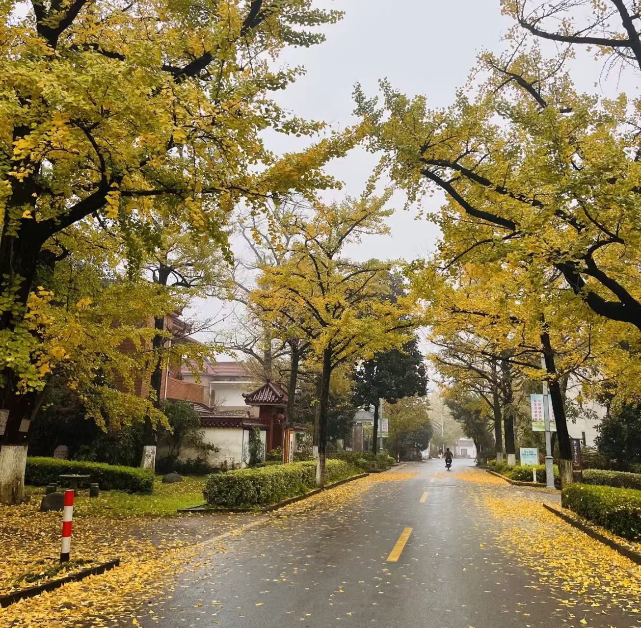 合肥出发浙江3日自驾游：【浙北秋色】浙江醉美秋色四明山盘山公路十里古银杏长廊3日游自驾游