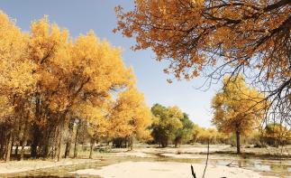 北京出发阿拉善盟额济纳8日自驾游：胡杨林-张掖七彩丹霞-沙坡头8日西北之旅-推荐