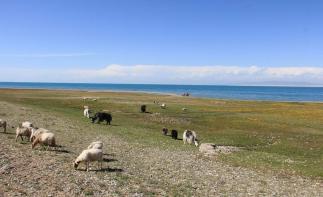 重庆出发西北7日自驾游：青海湖-茶卡盐湖-坎布拉-米拉日巴佛阁7日自驾游-推荐