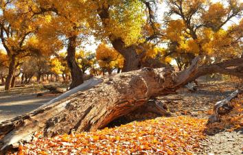 重庆出发到额济纳旗9日自驾游：镇北堡影视城-额济纳旗-张掖丹霞-麦积山金秋九日自驾-游推荐