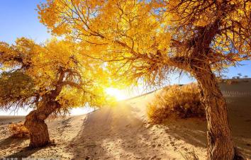 合肥出发额济纳旗6日自驾游：怪树林-胡杨林-居延海-张掖丹霞6日落地自驾 -游推荐