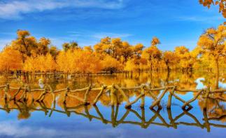 北京出发内蒙古自驾游：额济纳胡杨林-居延海-怪树林-黑水城6日自驾之旅-推荐