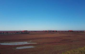 北京出发自驾观红海滩奇观，品盘锦稻田蟹、惬意辽河游船晚餐特色之旅2日游-游推荐