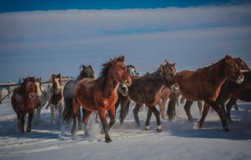 海拉尔集合5日呼伦贝尔自驾游：莫日格勒河-布冬霞-莫尔道嘎-白桦林5日冬天自驾游-游推荐