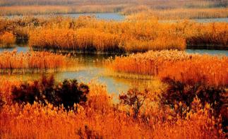 北京出发山东黄河入海口2日自驾游：观黄河入海口、赏芦花飞雪、买冬枣、寻黄骅美味-推荐