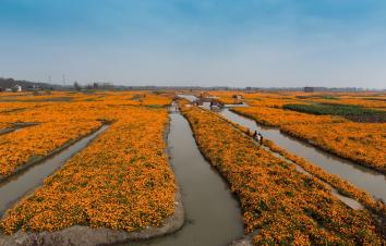 秋天周末无锡周边自驾游：兴化千垛花海-李中水上森林探寻中国”东方威尼斯“2日自驾游-游推荐