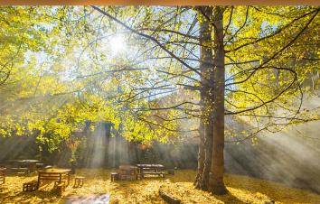 昆明集合云南10日自驾游：无量山樱花海-腾冲银杏-大理丽江-西双版纳赏秋之旅-游推荐